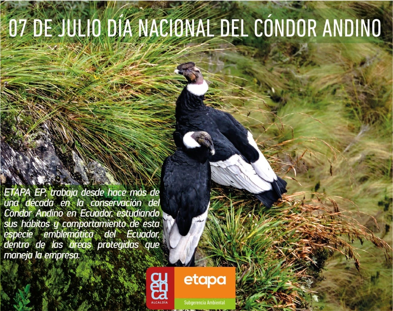 Día Nacional del Cóndor Andino