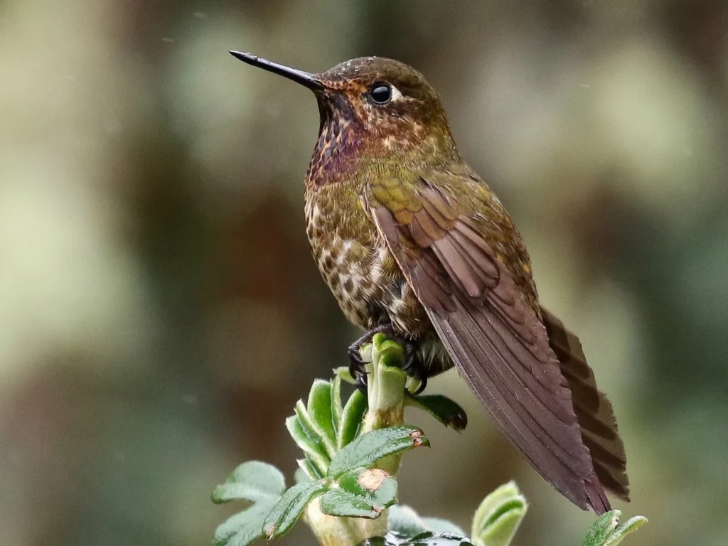 etapa parque nacional cajas Colibri metalura gorjivioleta