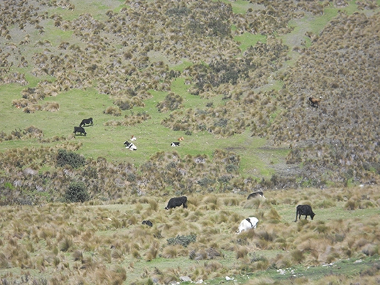 Afecciones al ecosistema páramo por la presencia de ganado bovino